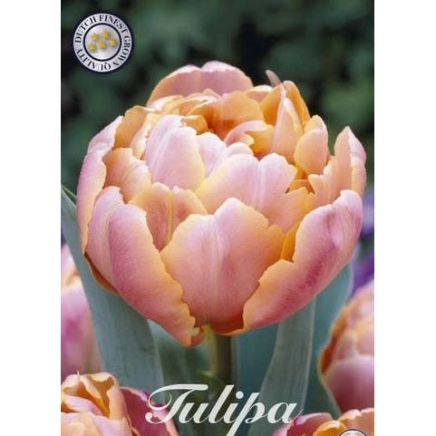 Tulipan Pink Star 7-pakning